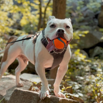 Excursión para perros en el Parque Estatal Sleeping Giant (Instagram@smudgeandthecity)